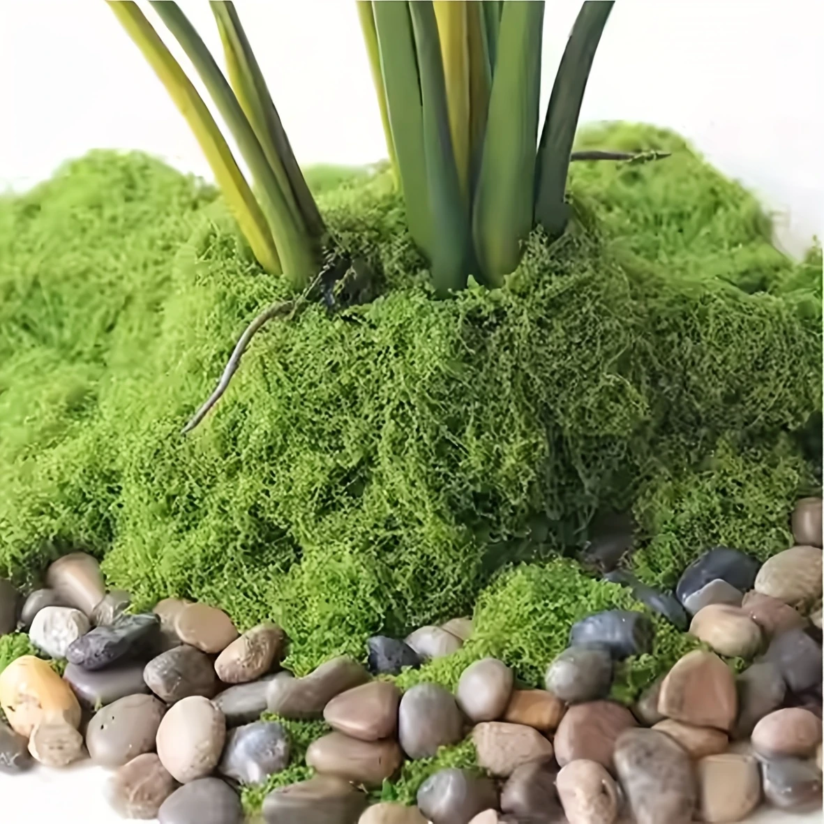 50g Fake Moss DIY Crafts Grass - Sphagnum Moss Dry 리뷰 및 가격