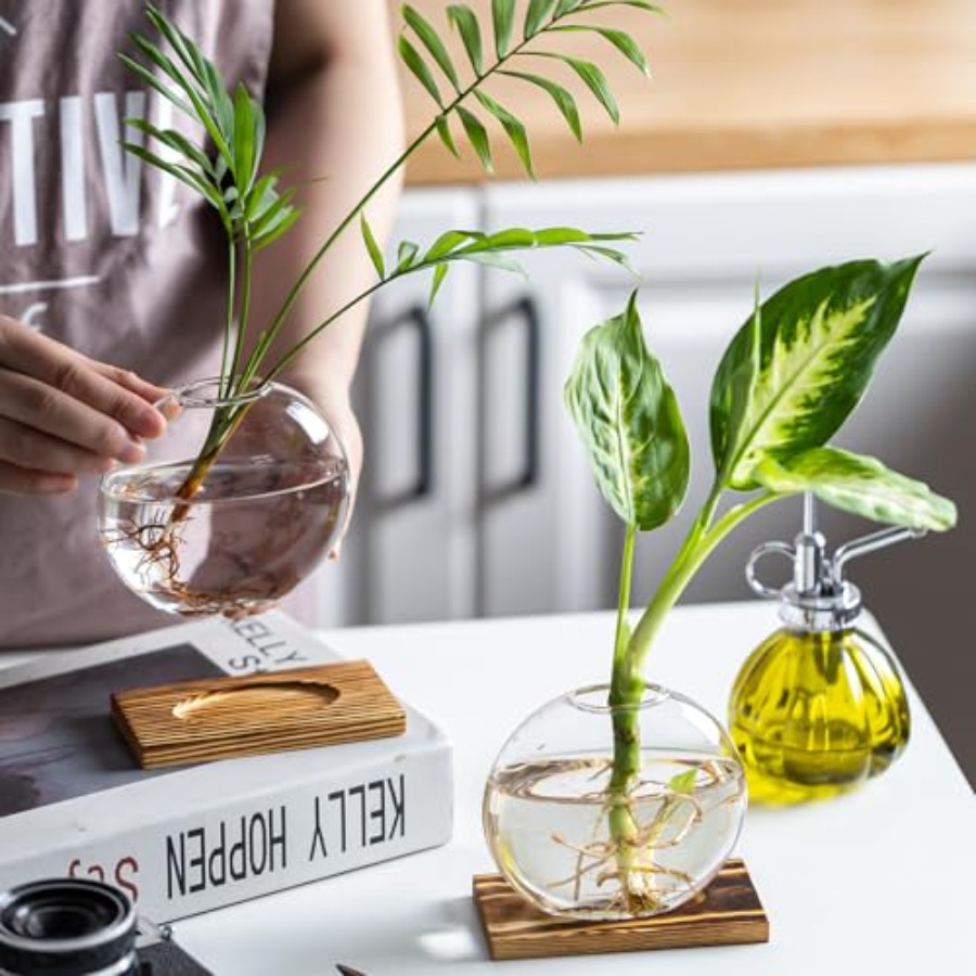 Glass Planter Propagation Stat - Propagation Station Vase 리뷰 및 가격