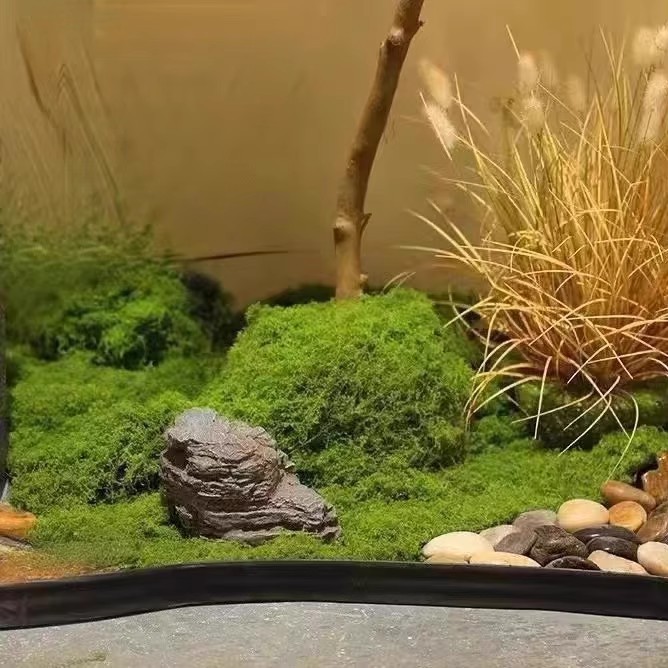 200g Eternal Life Moss DIY Cra - Sphagnum Moss Dry 리뷰 및 가격