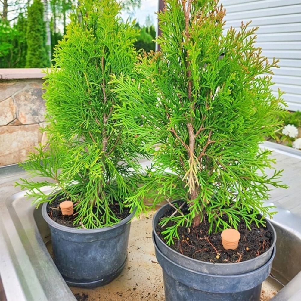 4Pcs Terracotta Material Autom - Self Watering Insert 리뷰 및 가격