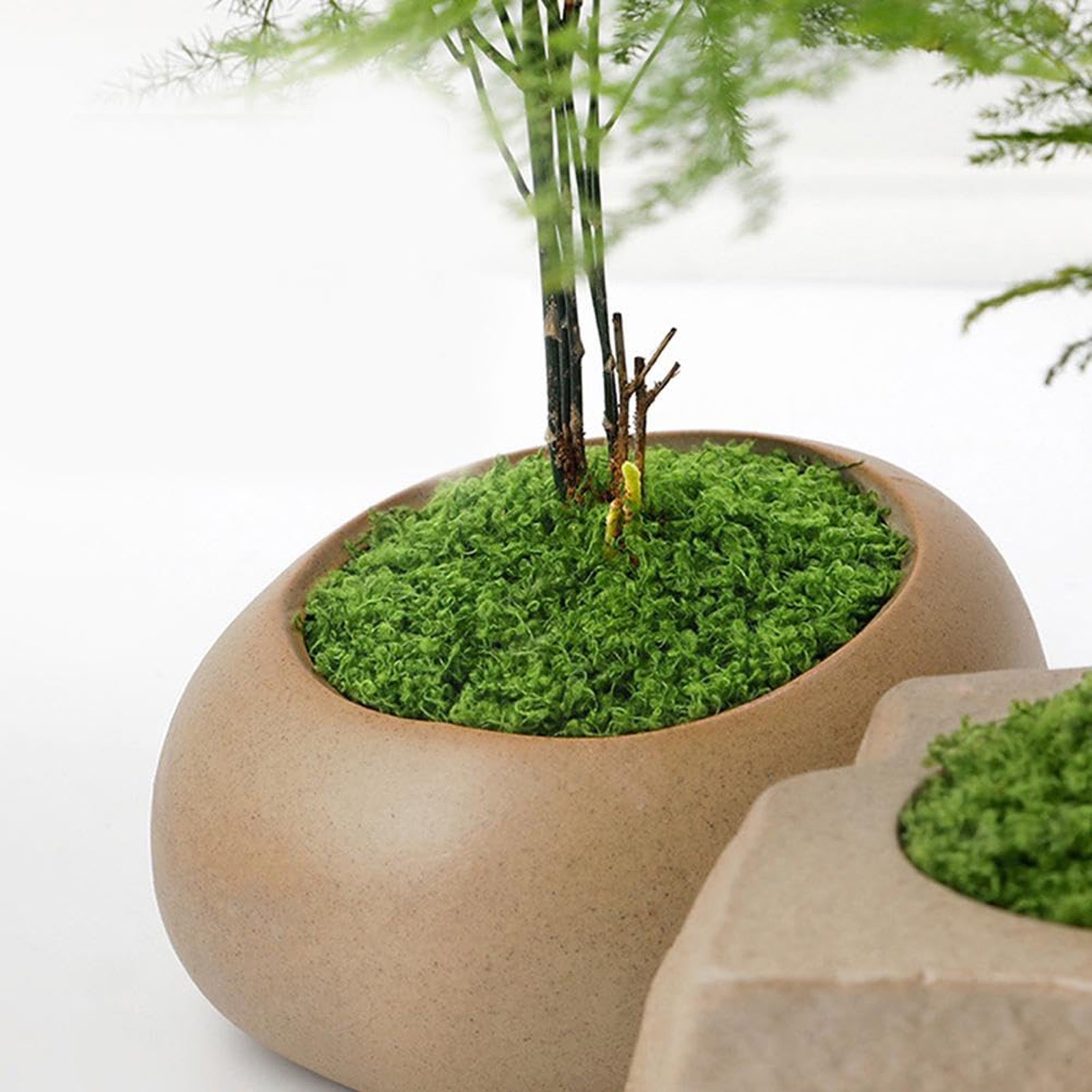50/200g Artificial Moss For De - Sphagnum Moss Dry 리뷰 및 가격