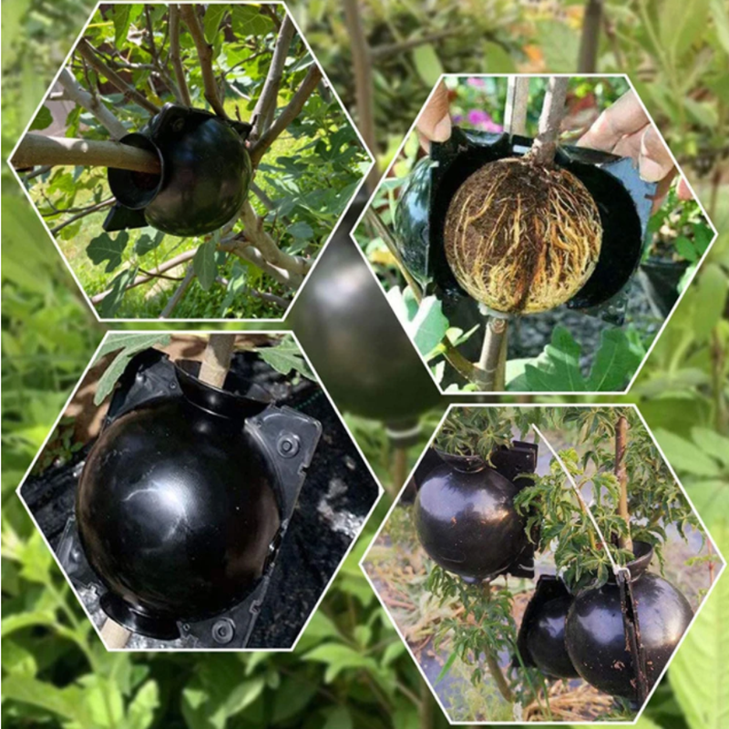 Garden Orchard Plants Grafting - Rooting Gel Clone 리뷰 및 가격
