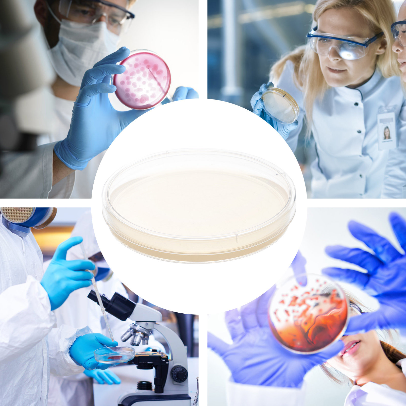 10pcs Nutrient Agar Plates Pre - Agar Tissue Culture 리뷰 및 가격