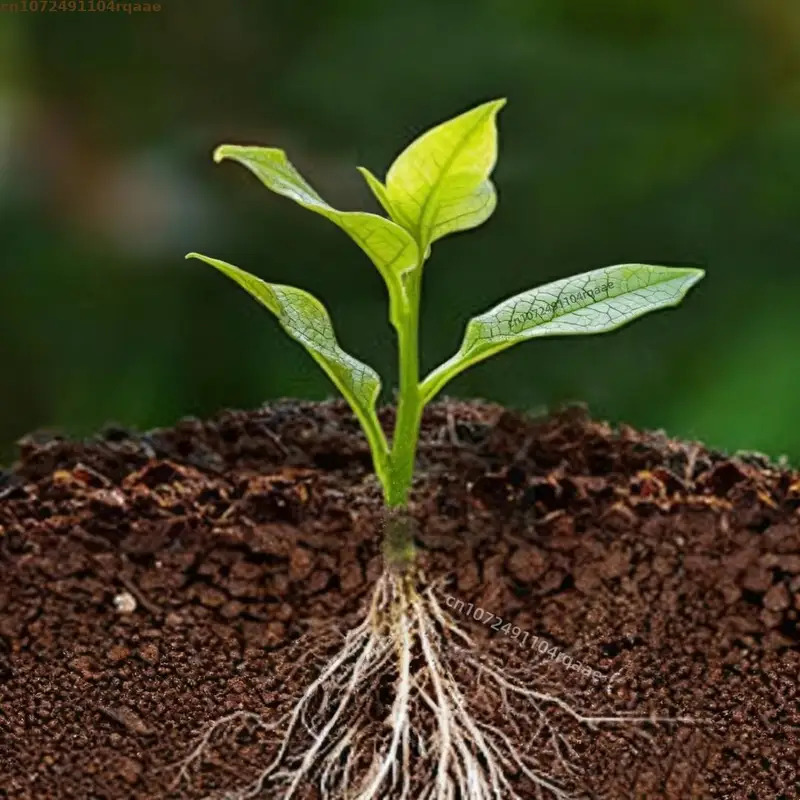 Plant Rooting Powder Indole Bu - Rooting Hormone Powder 리뷰 및 가격