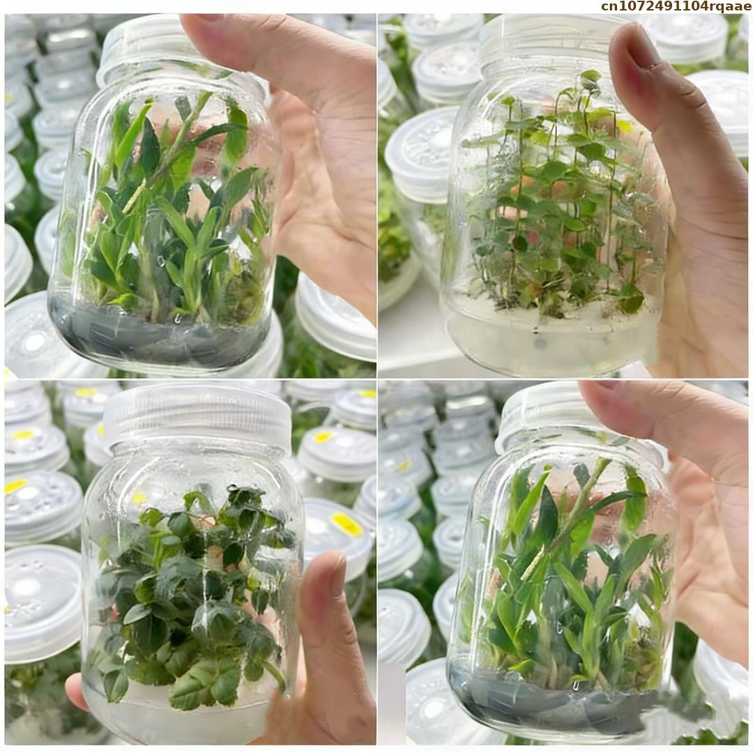 Premium Plant Tissue Culture A - Agar Tissue Culture 리뷰 및 가격