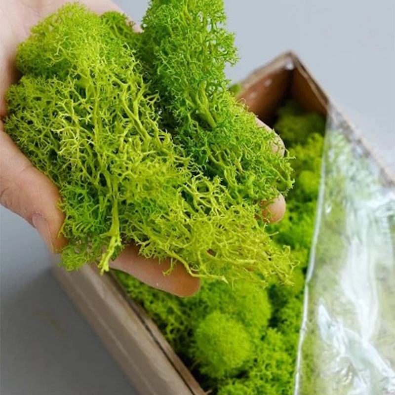 200g Artificial Green Plants M - Sphagnum Moss Dry 리뷰 및 가격