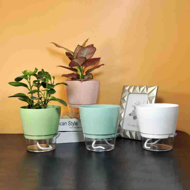 Lazy Flower with Drainage Hole - Self Watering Insert 리뷰 및 가격