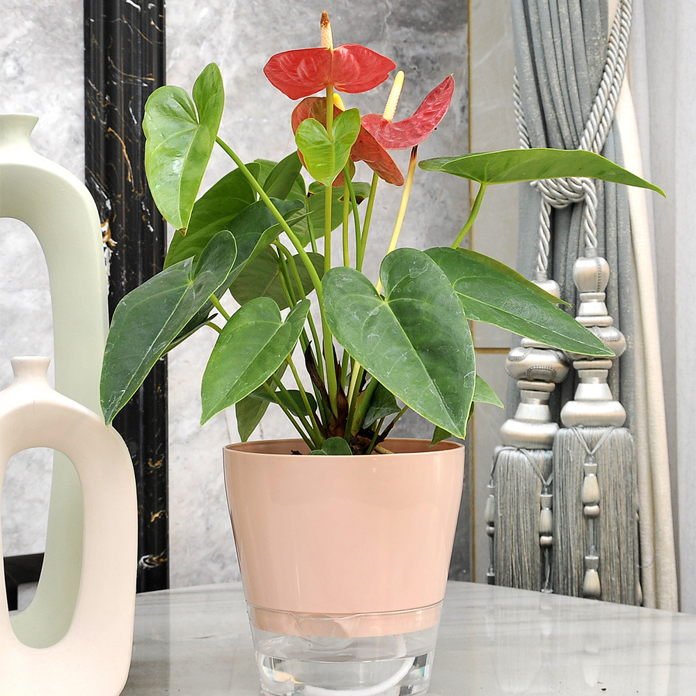 Lazy Flower with Drainage Hole - Self Watering Insert 리뷰 및 가격