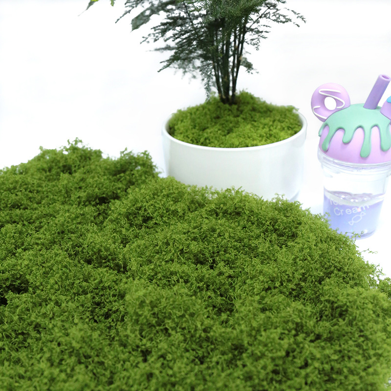 【P】50g Fake Moss DIY Crafts Gr - Sphagnum Moss Dry 리뷰 및 가격