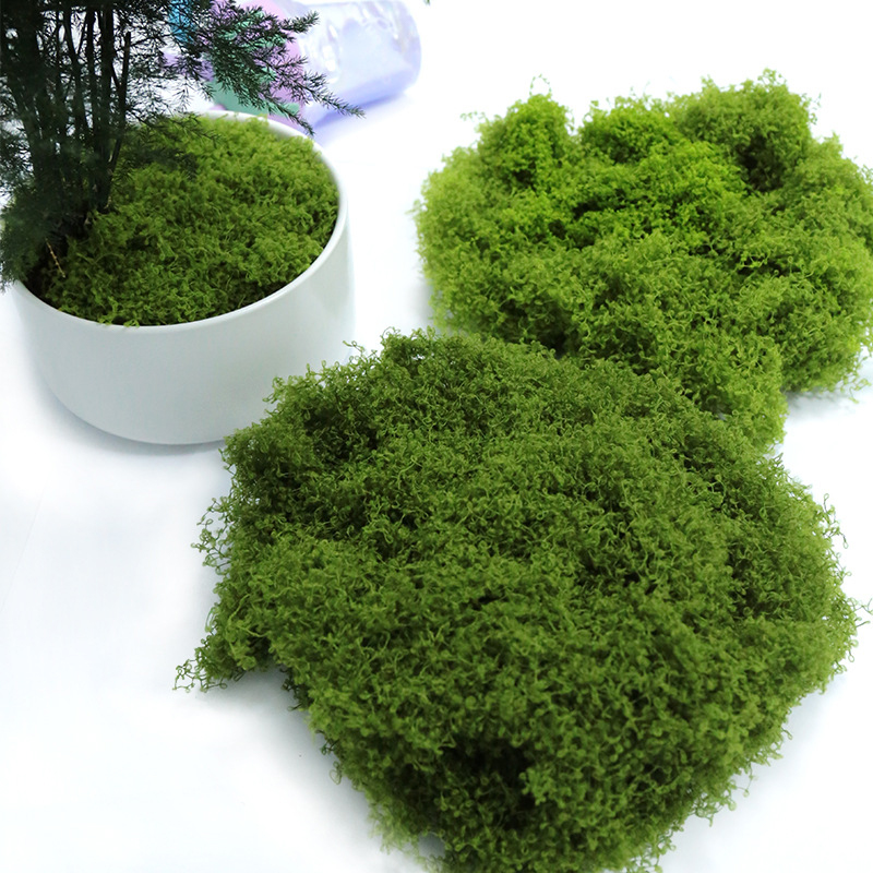 【P】50g Fake Moss DIY Crafts Gr - Sphagnum Moss Dry 리뷰 및 가격
