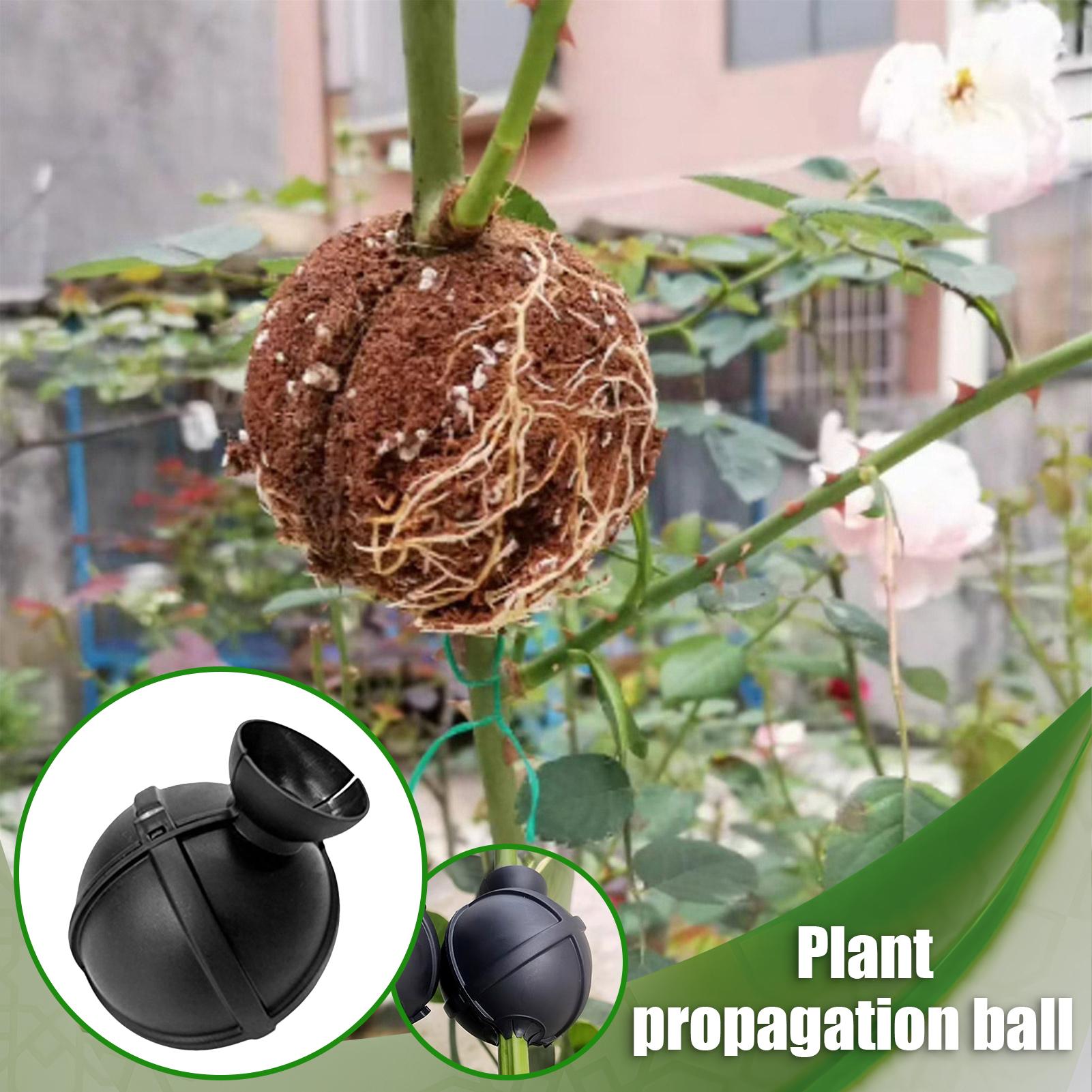 Garden Orchard Plants Grafting - Rooting Gel Clone 리뷰 및 가격
