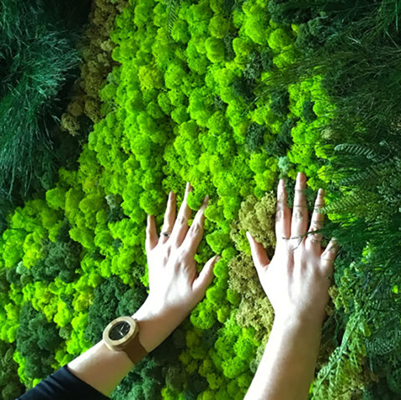 40/20g Artificial Moss Grass G - Sphagnum Moss Dry 리뷰 및 가격